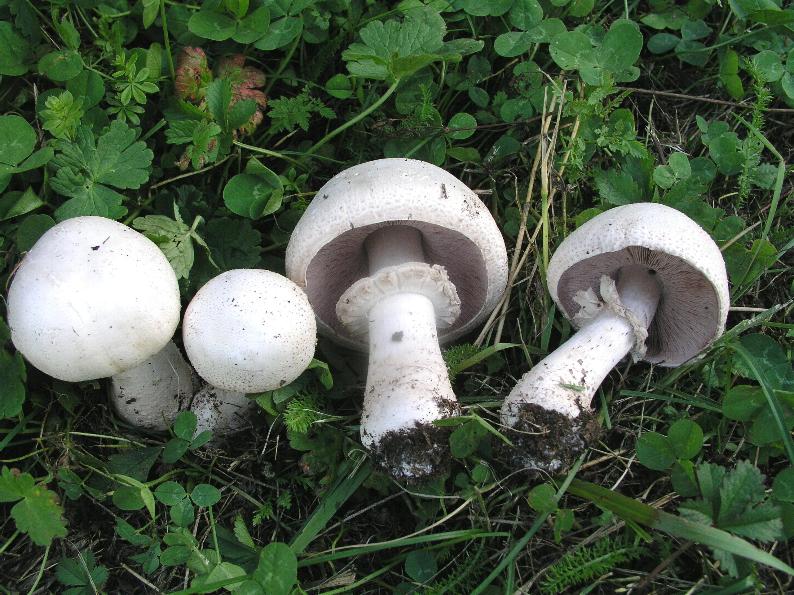 agaricus?  bene......sii